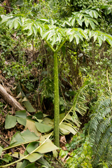 Amorphophallus titanum