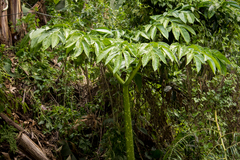 Amorphophallus titanum