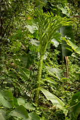 Amorphophallus titanum