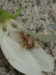 Aneuma compta
