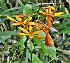 Crocosmia aurea aurea