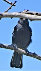 Melaniparus niger niger