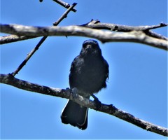 Melaniparus niger niger