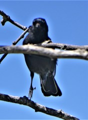 Melaniparus niger niger