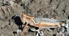 Melanoplus packardii