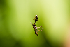 Ropalidia flavopicta