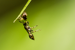 Ropalidia flavopicta