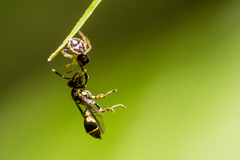 Ropalidia flavopicta