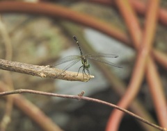 Nannophlebia eludens