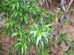 Dracaena angustifolia