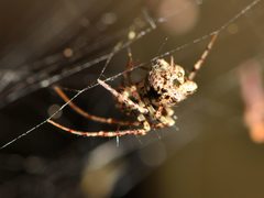 Australomimetus sennio