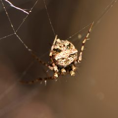 Australomimetus sennio