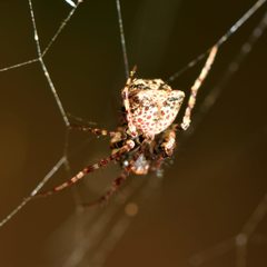 Australomimetus sennio