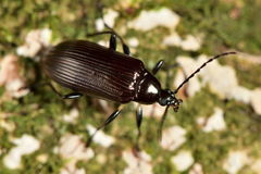 Tanychilus metallicus