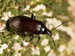 Tanychilus metallicus