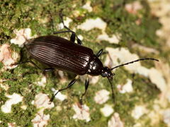 Tanychilus metallicus