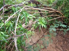 Dracaena angustifolia