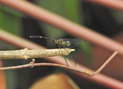 Nannophlebia eludens