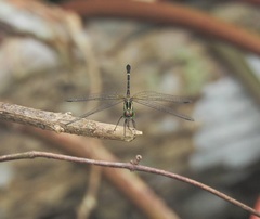 Nannophlebia eludens