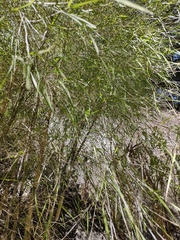 Otatea acuminata