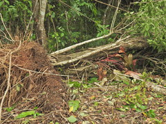 Nannophlebia eludens