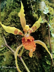 Cyrtochilum weirii