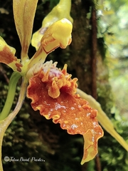 Cyrtochilum weirii