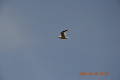 Larus canus