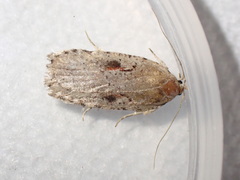 Agonopterix ocellana