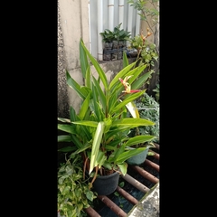 Heliconia psittacorum