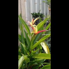 Heliconia psittacorum