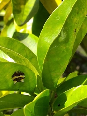 Poecilopachys australasia