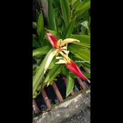 Heliconia psittacorum
