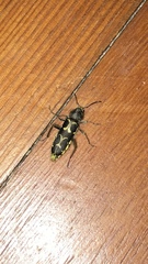 Neoclytus conjunctus