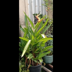 Heliconia psittacorum