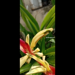 Heliconia psittacorum