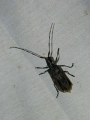 Monochamus maculosus