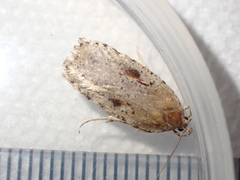 Agonopterix ocellana
