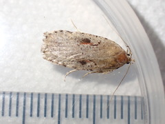 Agonopterix ocellana