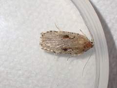 Agonopterix ocellana