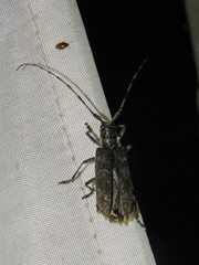 Monochamus maculosus