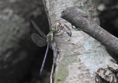 Agrionoptera longitudinalis biserialis