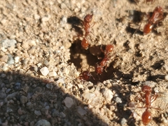 Pogonomyrmex californicus