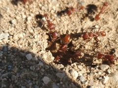 Pogonomyrmex californicus