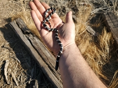 Lampropeltis californiae