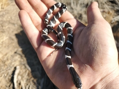 Lampropeltis californiae