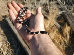 Lampropeltis californiae