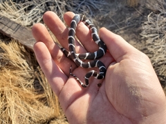 Lampropeltis californiae