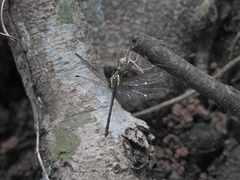 Agrionoptera longitudinalis biserialis
