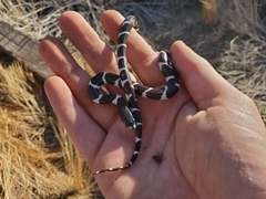 Lampropeltis californiae